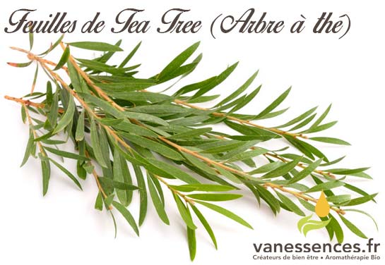 Conseils d'utilisation de l'huile essentielle de Tea tree Conseils d'utilisation de l'huile essentielle de Tea tree